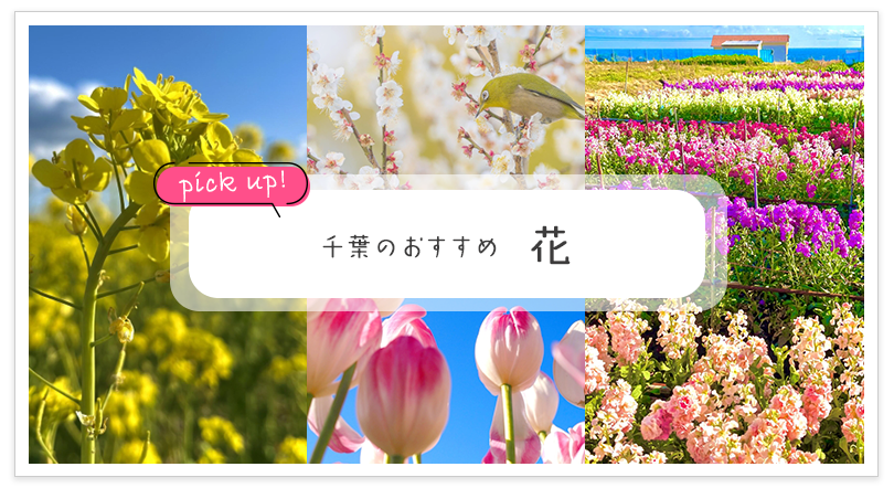 千葉のおすすめ 花