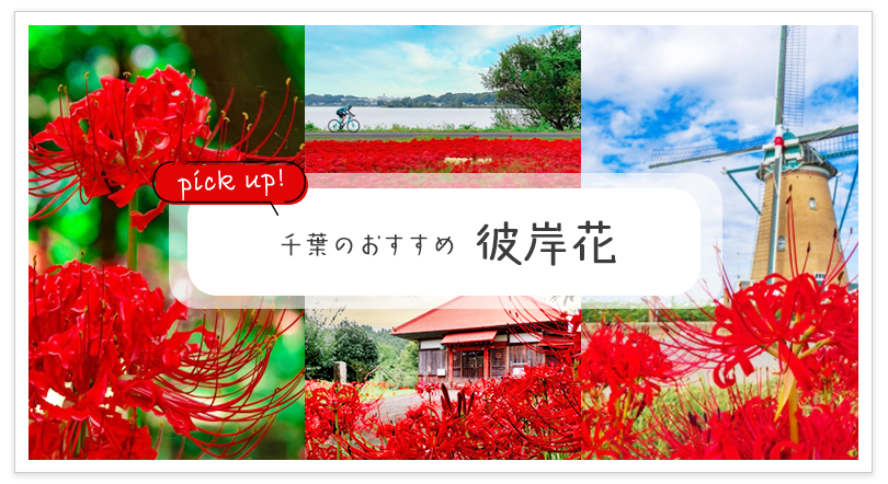 千葉のおすすめ 彼岸花